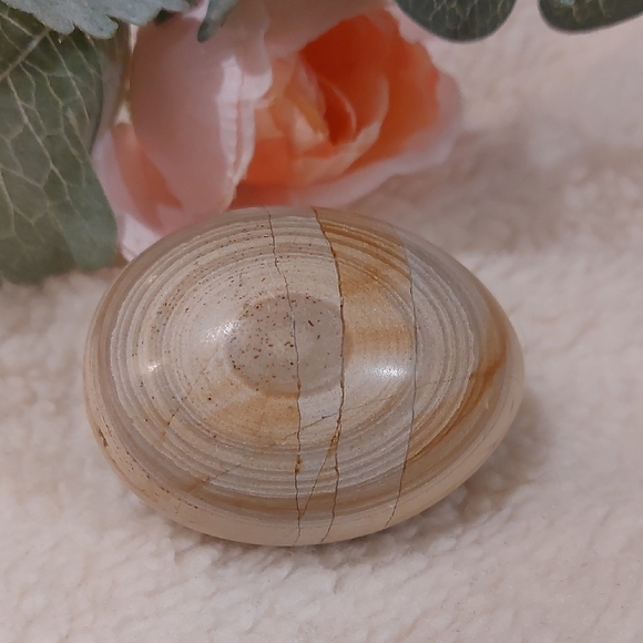 Source Unknown Other - Shell Fossil Natural Stone Egg Decor